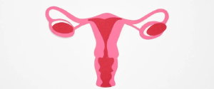 Graphic Art of a Woman's Ovary